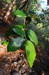 Ficus drupacea