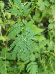 Valeriana officinalis