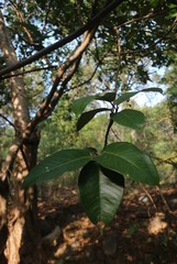 Ficus drupacea