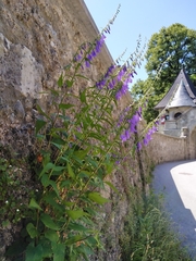 Campanula rapunculoides