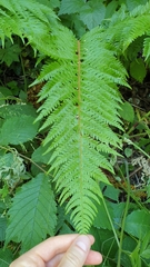 Polystichum aculeatum