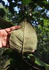 Ficus drupacea