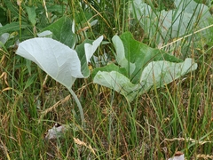 Petasites spurius