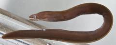 Chestnut Moray photo 2