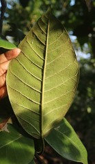 Ficus drupacea