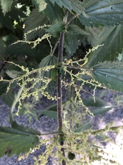 Urtica dioica