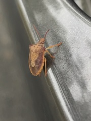Dendrocoris