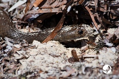 Pseudonaja affinis exilis