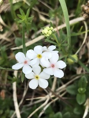 Androsace chamaejasme