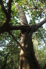 Ficus drupacea