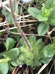 Androsace chamaejasme