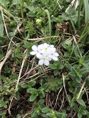 Androsace chamaejasme