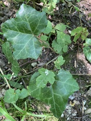 Hedera helix