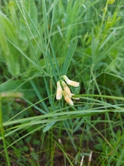 Lathyrus pannonicus collinus