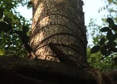 Ficus drupacea