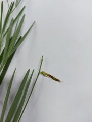 Lathyrus pannonicus collinus