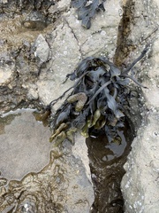 Fucus vesiculosus