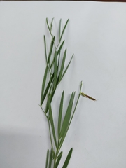 Lathyrus pannonicus collinus