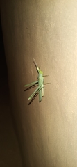 Acrida cinerea