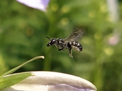 Chelostoma