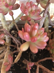 Sedum × rubrotinctum