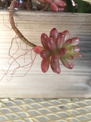 Sedum × rubrotinctum