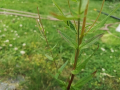 Angiospermae