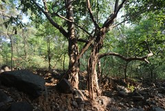 Ficus drupacea