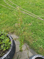 Angiospermae