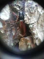 Tetropium castaneum