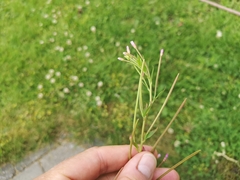 Angiospermae