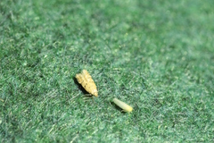 Pseudotelphusa paripunctella