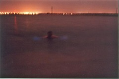 Noctiluca scintillans