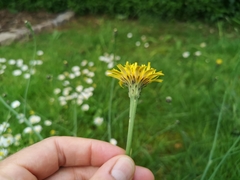 Cichorieae