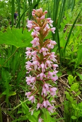 Galearis camtschatica