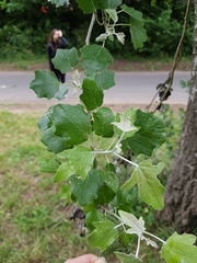 Populus