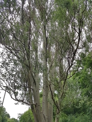 Populus