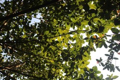 Ficus drupacea