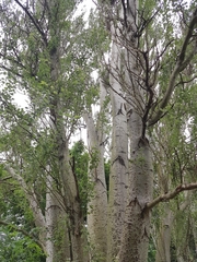Populus