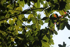 Ficus drupacea