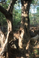 Ficus drupacea