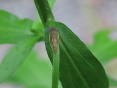 Omalophora pectoralis