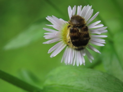 Lasiotrichius succinctus