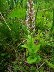 Galearis camtschatica