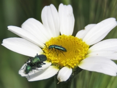 Psilothrix viridicoerulea