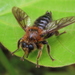 Laphria hakiensis - Photo (c) Junho Choe, some rights reserved (CC BY-NC), uploaded by Junho Choe