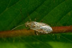 Nysius helveticus
