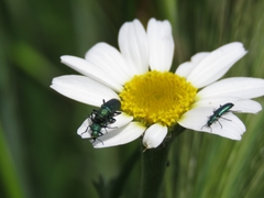 Psilothrix viridicoerulea