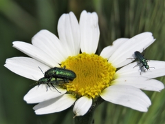 Psilothrix viridicoerulea