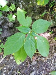Impatiens parviflora